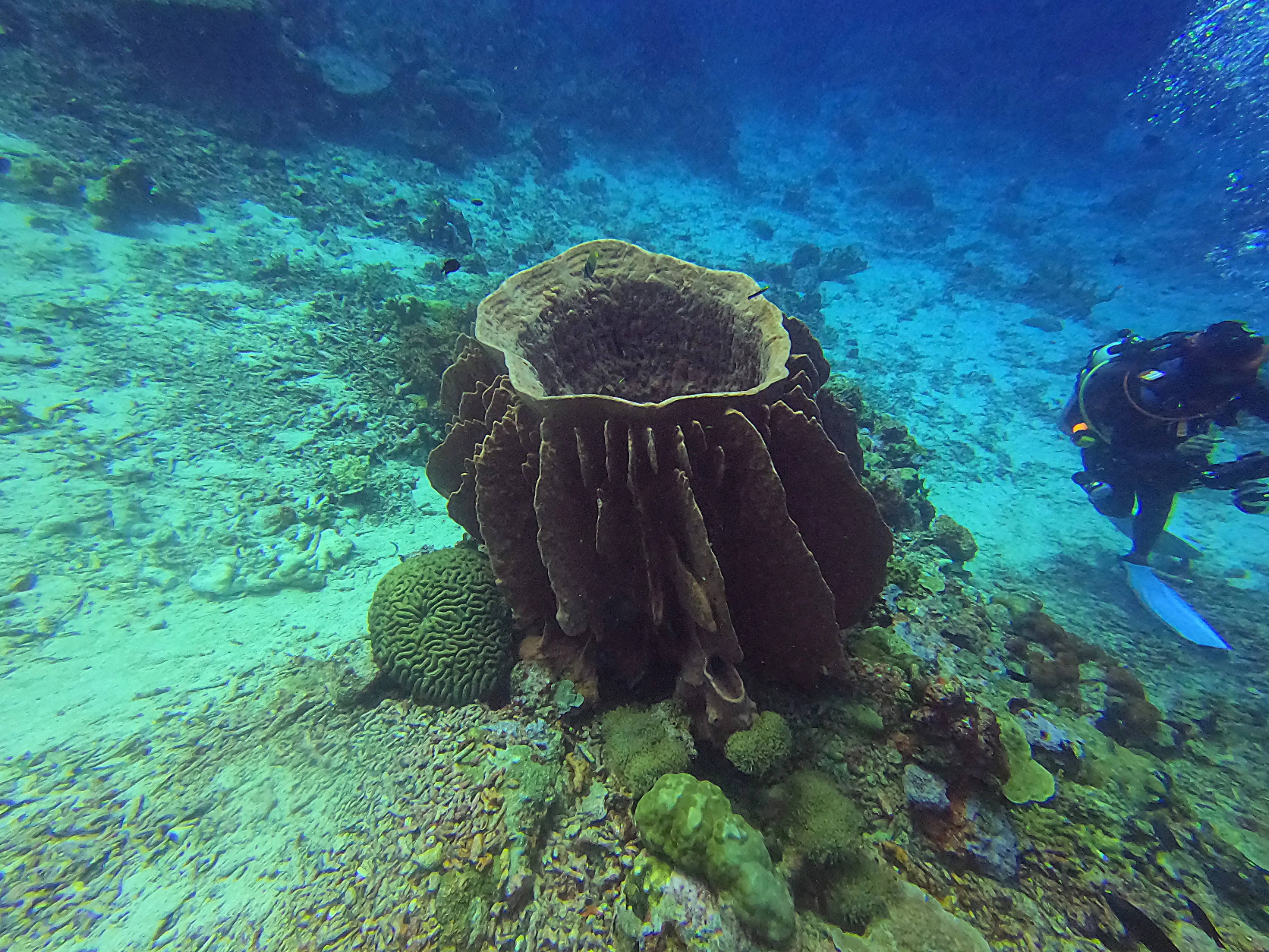 iDiventure - Manado dive trip