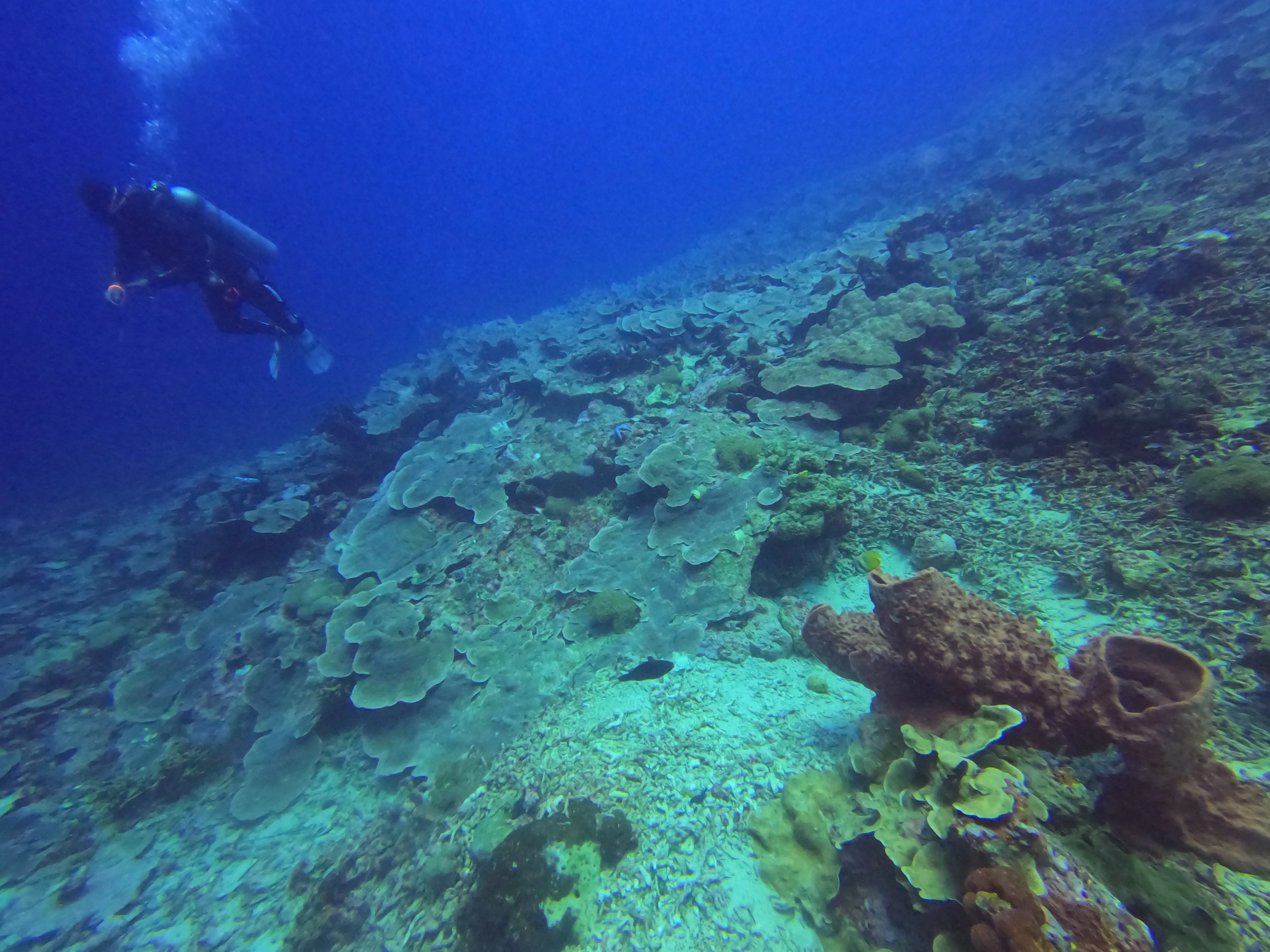 iDiventure - Manado dive trip