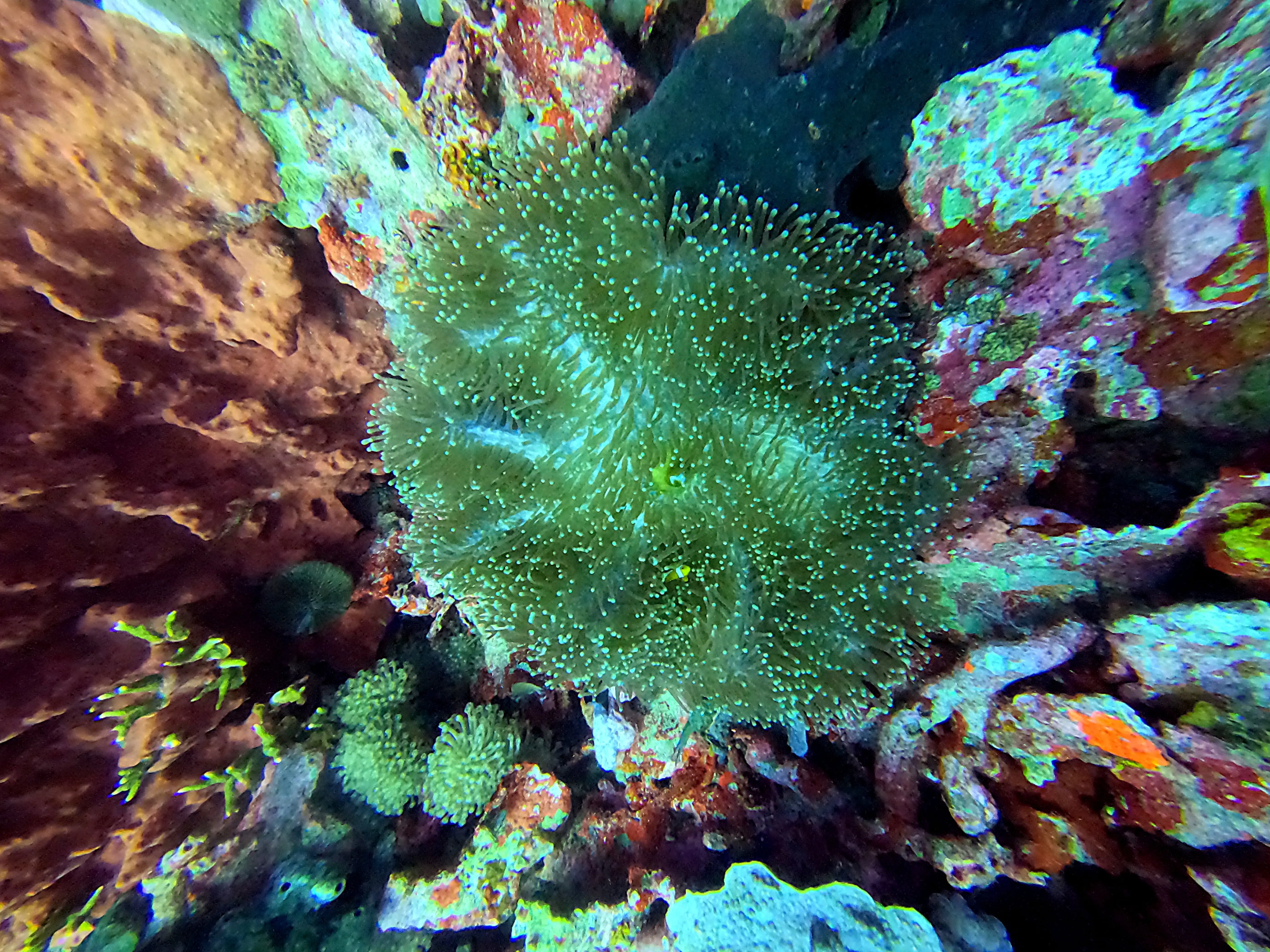 iDiventure - Manado dive trip