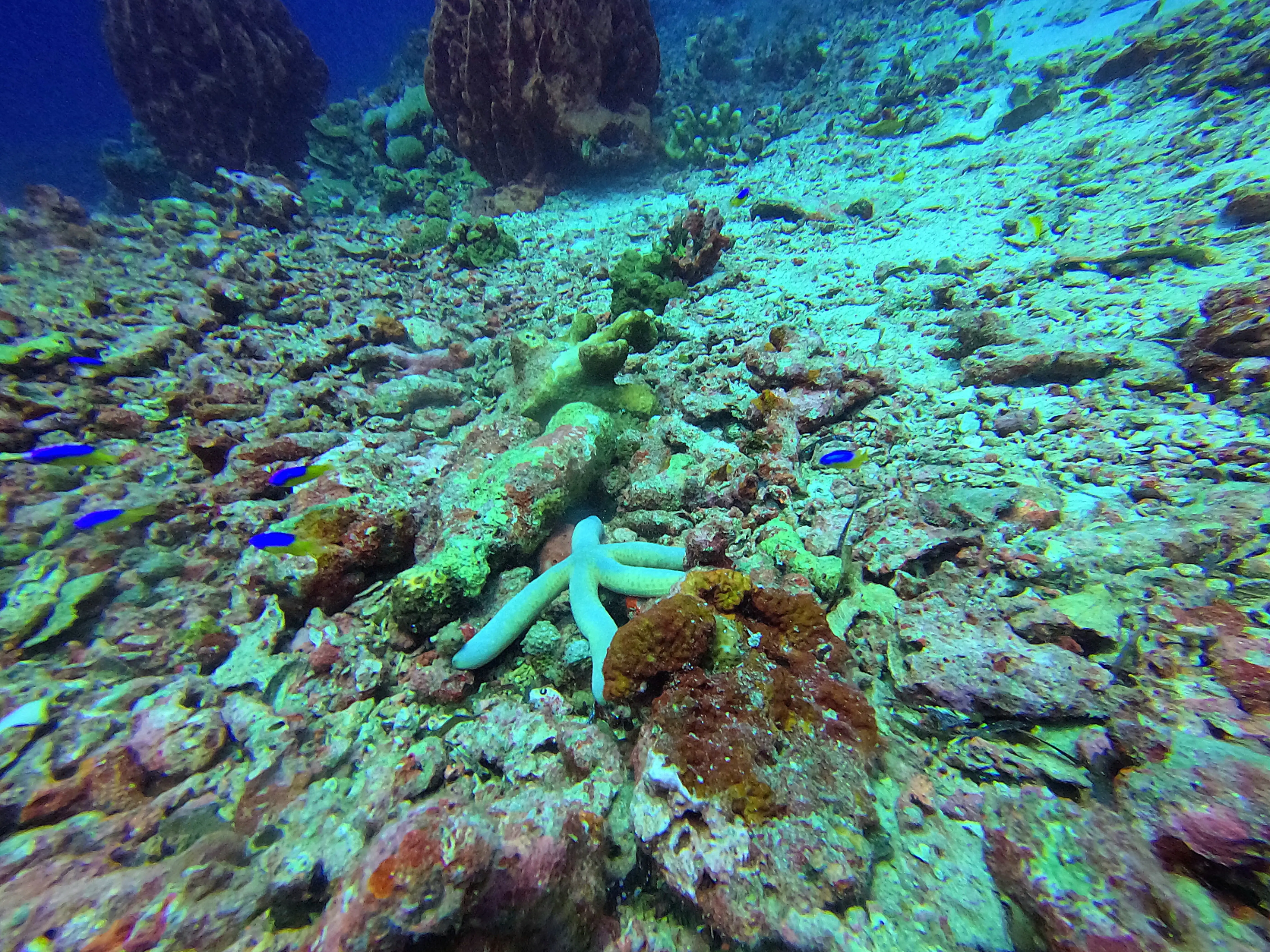 iDiventure - Manado dive trip
