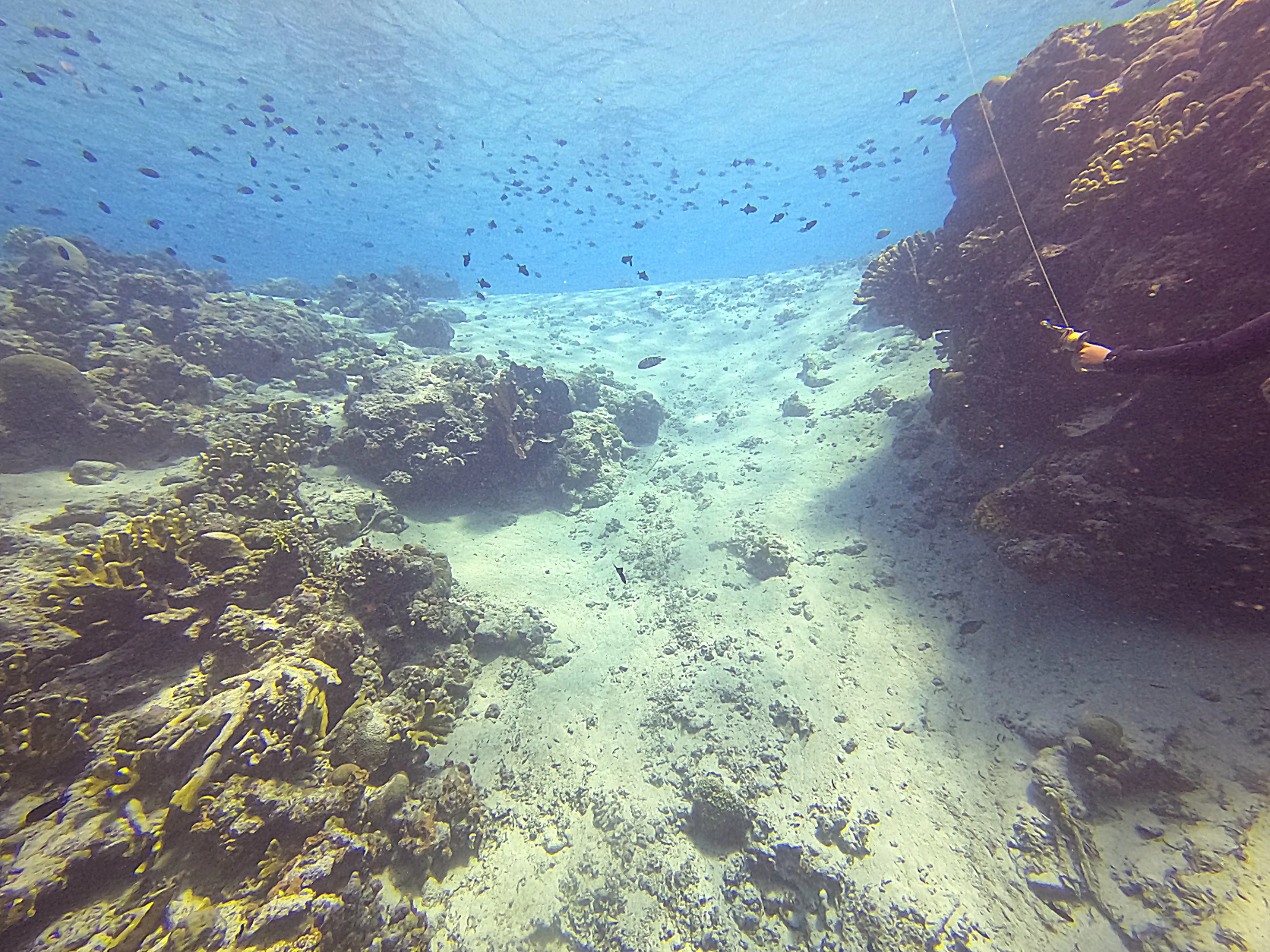 iDiventure - Manado dive trip