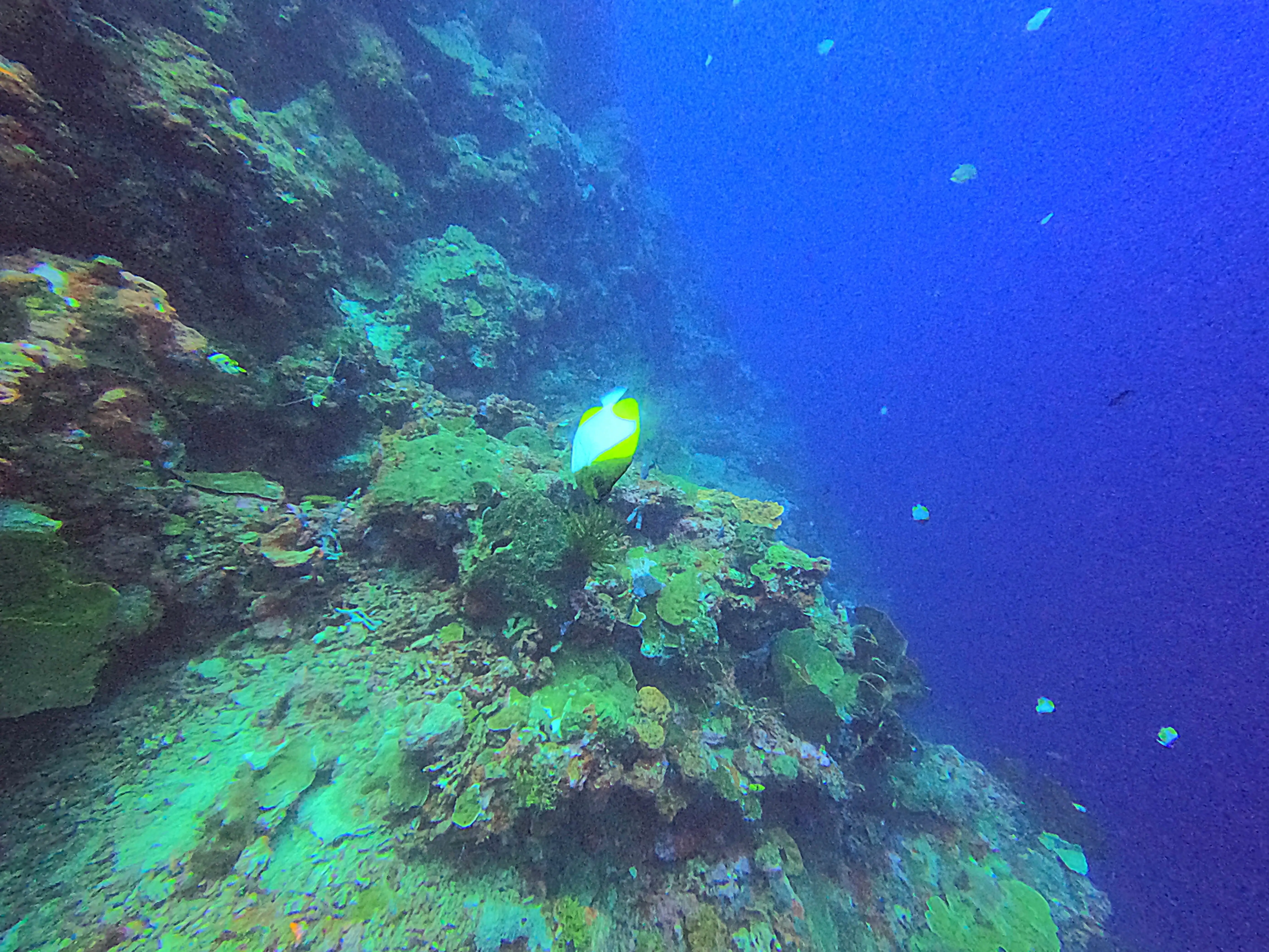 iDiventure - Manado dive trip