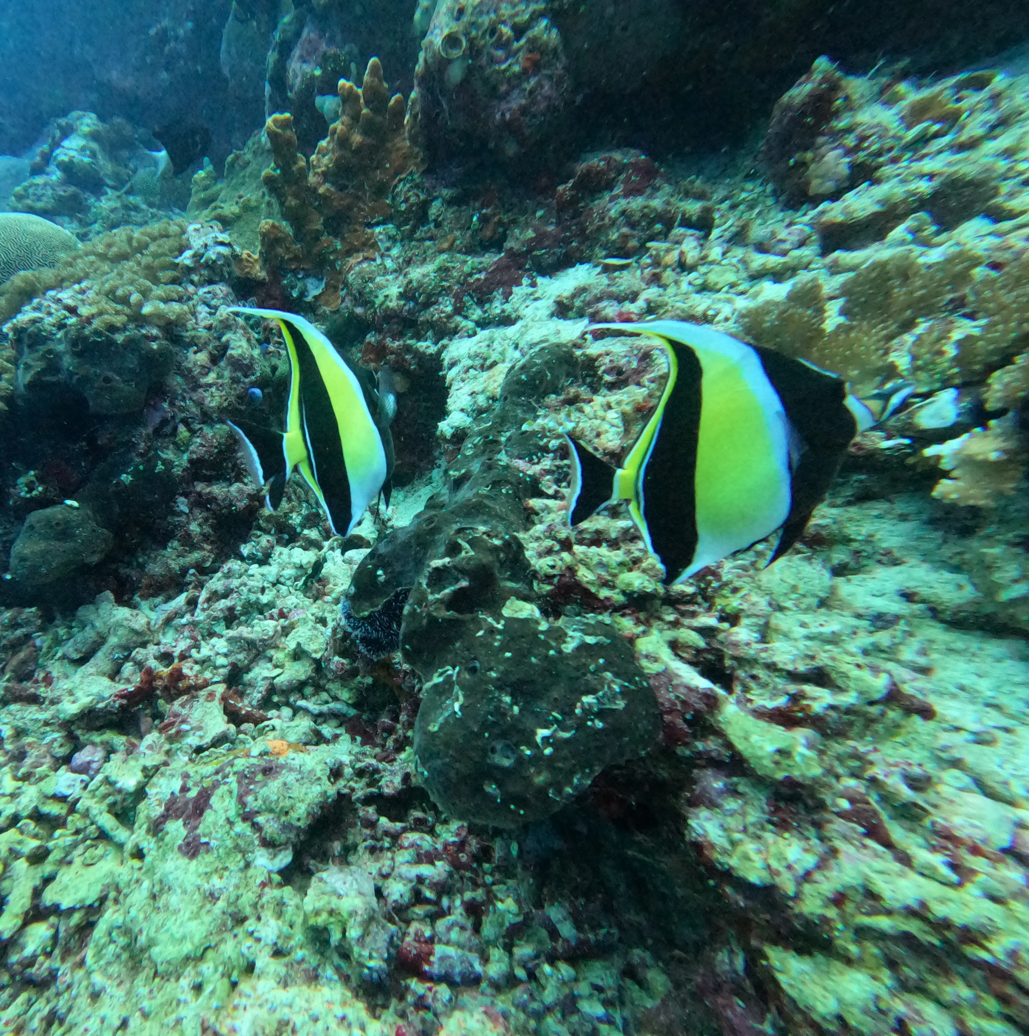 iDiventure - Manado dive trip