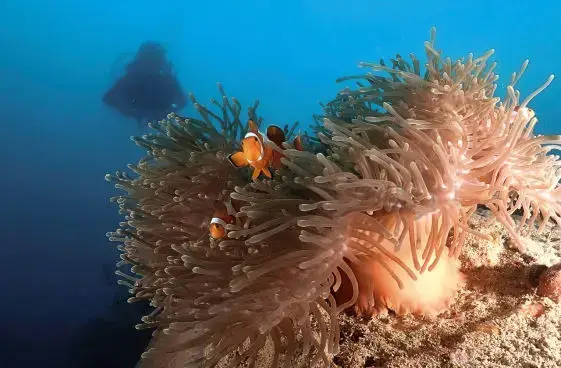Clown fish 2, idiventure